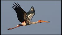 176 - PAINTED STORK WITH TWIG02 - KORLAPATI SARASWATIRAO - india <div